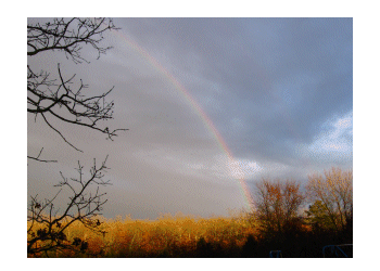 Rainbow over our yard